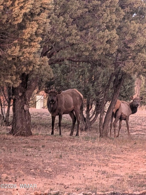 Tiny photo for 2207 Four Point Circle, Overgaard, AZ 85933 (MLS # 262026)