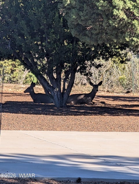 Tiny photo for 2207 Four Point Circle, Overgaard, AZ 85933 (MLS # 262026)