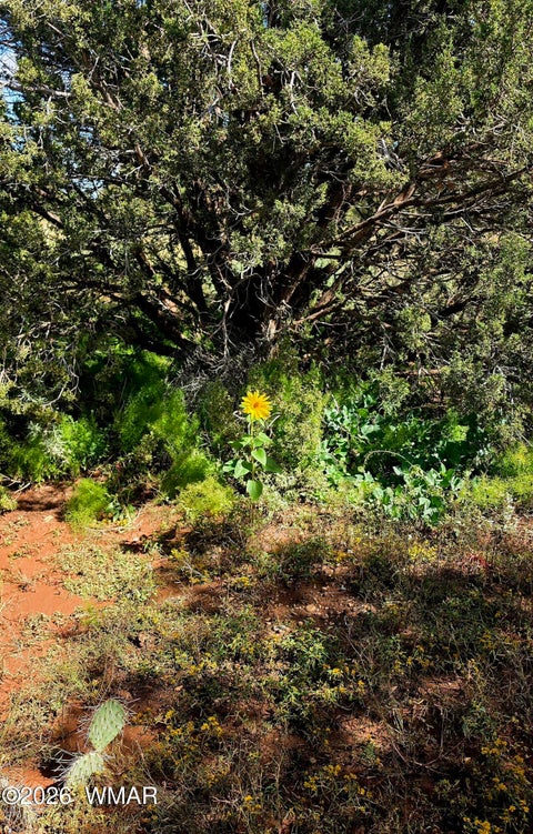 Tiny photo for 4428 Colt Road, Snowflake, AZ 85937 (MLS # 263408)