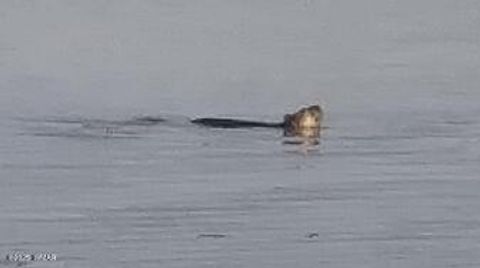 Tiny photo for 2201 E Quarter Horse Way, Show Low, AZ 85901 (MLS # 256916)