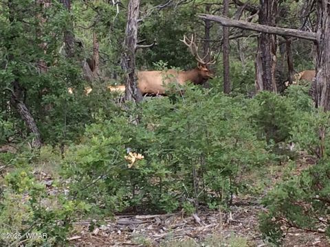 Tiny photo for 1610 W Snow Creek Trail, Show Low, AZ 85901 (MLS # 258652)