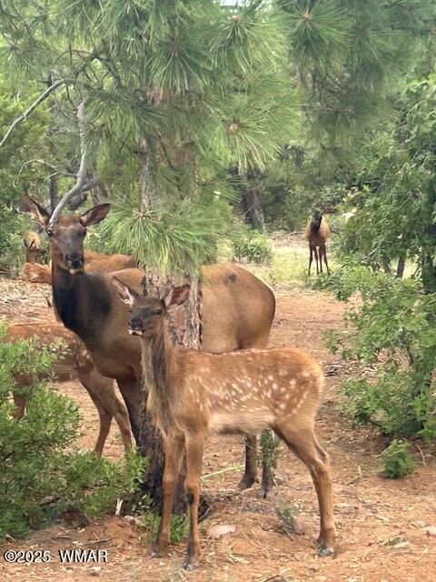 Tiny photo for 1610 W Snow Creek Trail, Show Low, AZ 85901 (MLS # 258652)