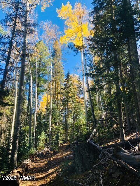 Tiny photo for TBD Hi Joe Road, Lakeside, AZ 85929 (MLS # 259315)