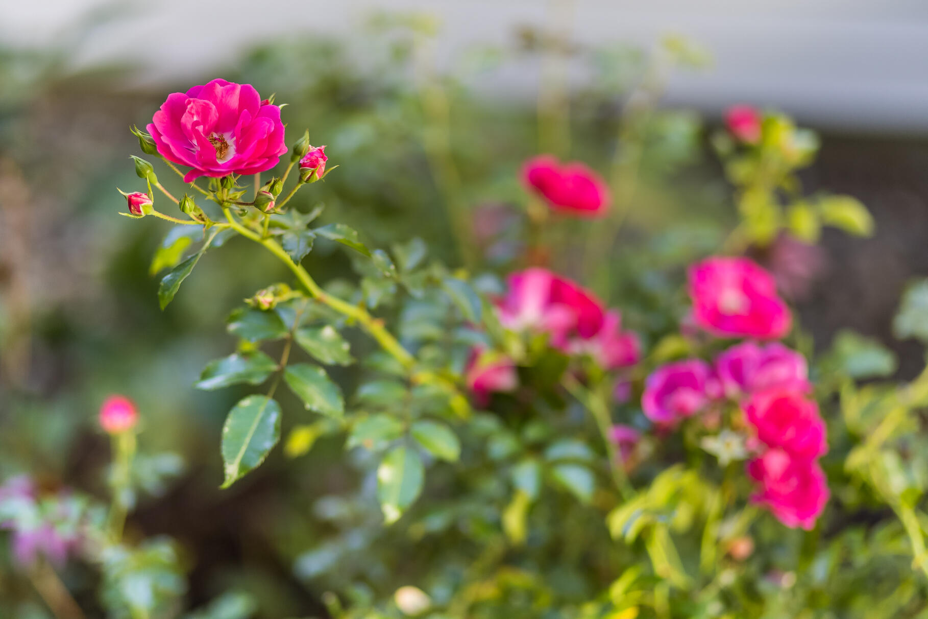 Orleans, Massachusetts 02653, United States, 4 Bedrooms Bedrooms, ,3 BathroomsBathrooms,Residential,Active,224746