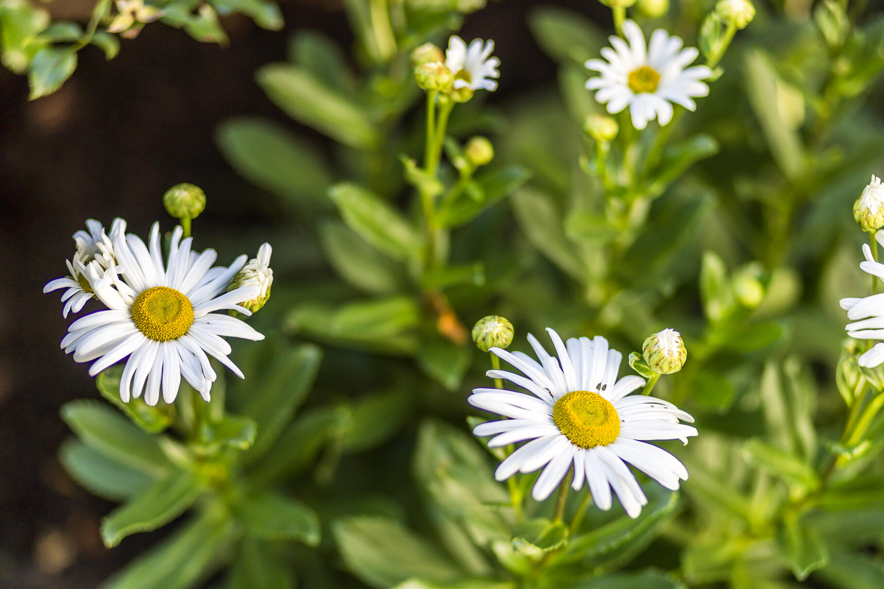 Orleans, Massachusetts 02653, United States, 4 Bedrooms Bedrooms, ,3 BathroomsBathrooms,Residential,Active,224746