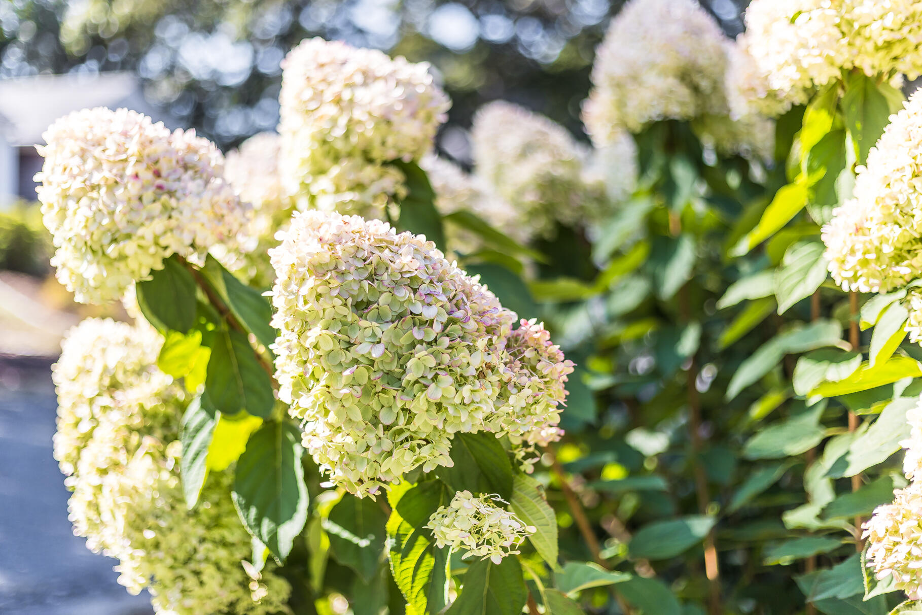 Chatham, Massachusetts 02633, United States, 4 Bedrooms Bedrooms, ,5 BathroomsBathrooms,Residential,Active,209049