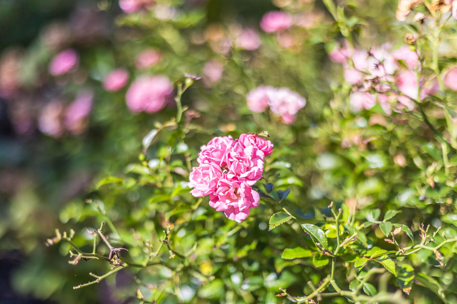 Chatham, Massachusetts 02633, United States, 4 Bedrooms Bedrooms, ,5 BathroomsBathrooms,Residential,Active,209049