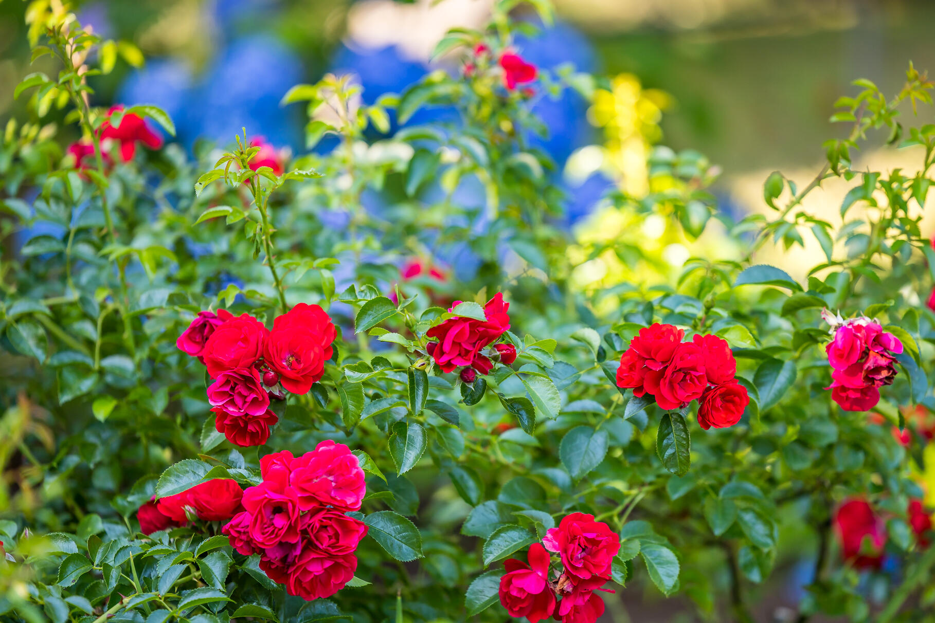 Orleans, Massachusetts 02653, United States, 4 Bedrooms Bedrooms, ,3 BathroomsBathrooms,Residential,Active,172362