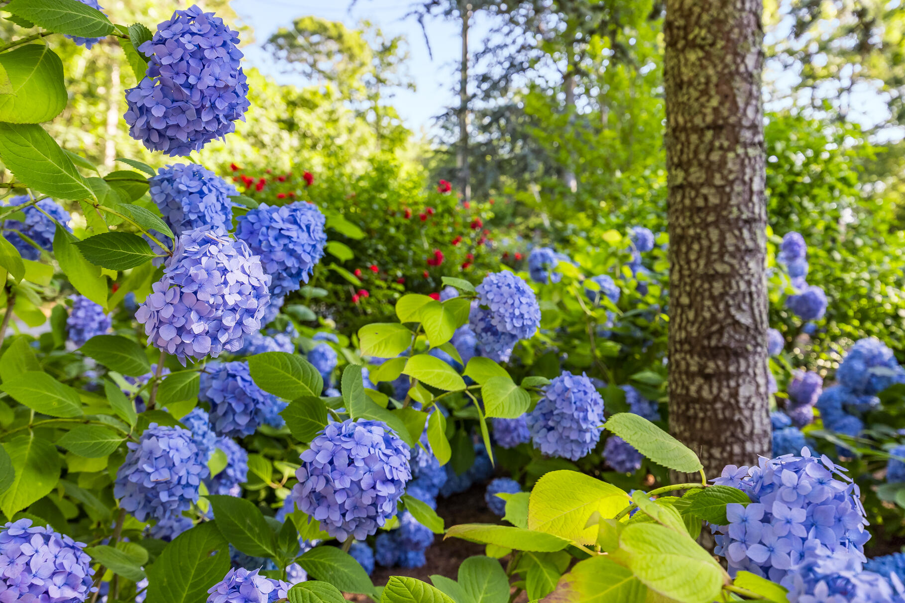 Orleans, Massachusetts 02653, United States, 4 Bedrooms Bedrooms, ,3 BathroomsBathrooms,Residential,Active,172362