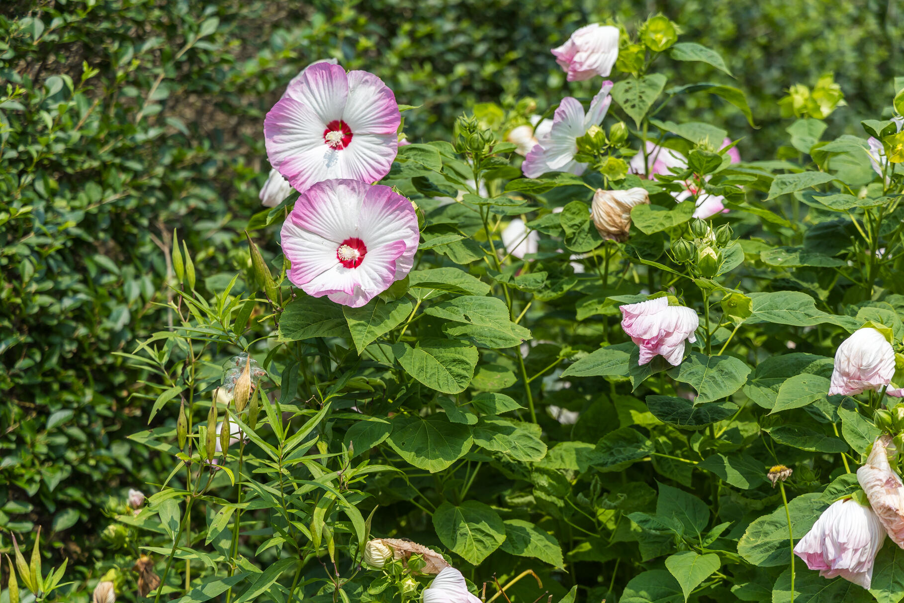 Osterville, Massachusetts 02655, United States, 5 Bedrooms Bedrooms, ,6 BathroomsBathrooms,Residential,Active,63682