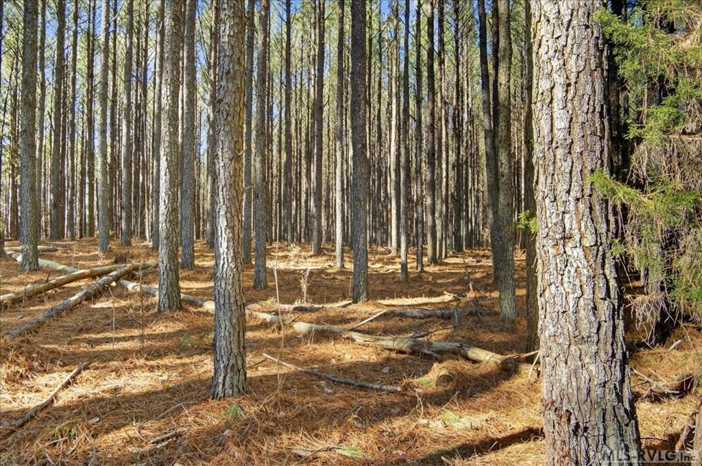 Mature Pines, Tall Pines cover the property.