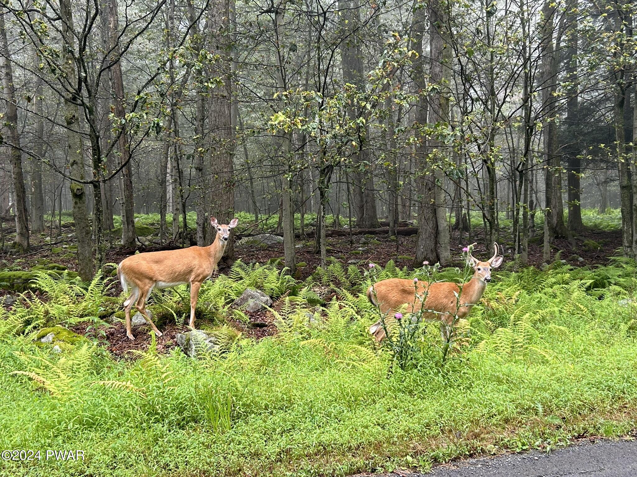 Lot 26 Raintree Road, Newfoundland, Pennsylvania image 11