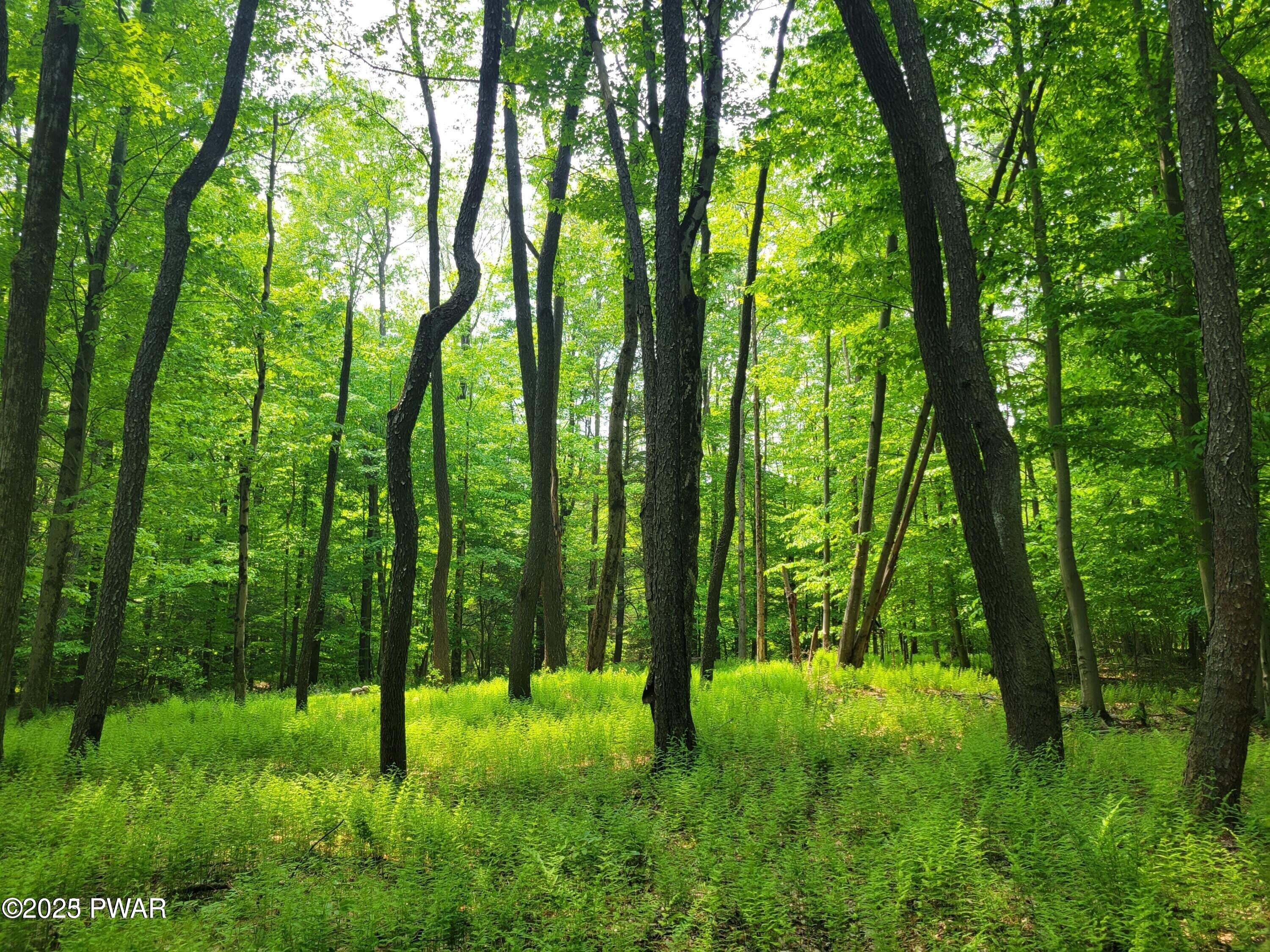 Traco Road, Lake Ariel, Pennsylvania image 5