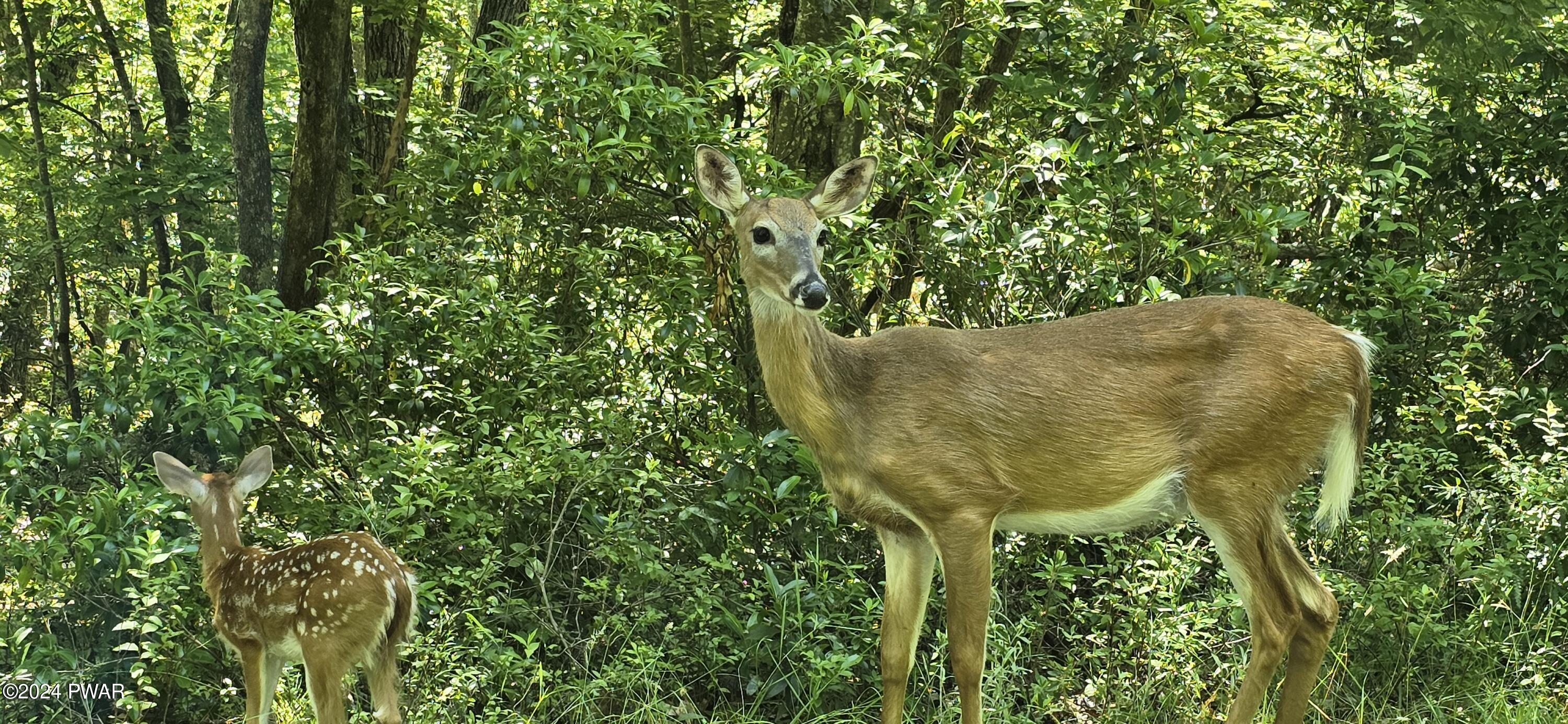 Cayuga Trail, Milford, Pennsylvania image 1