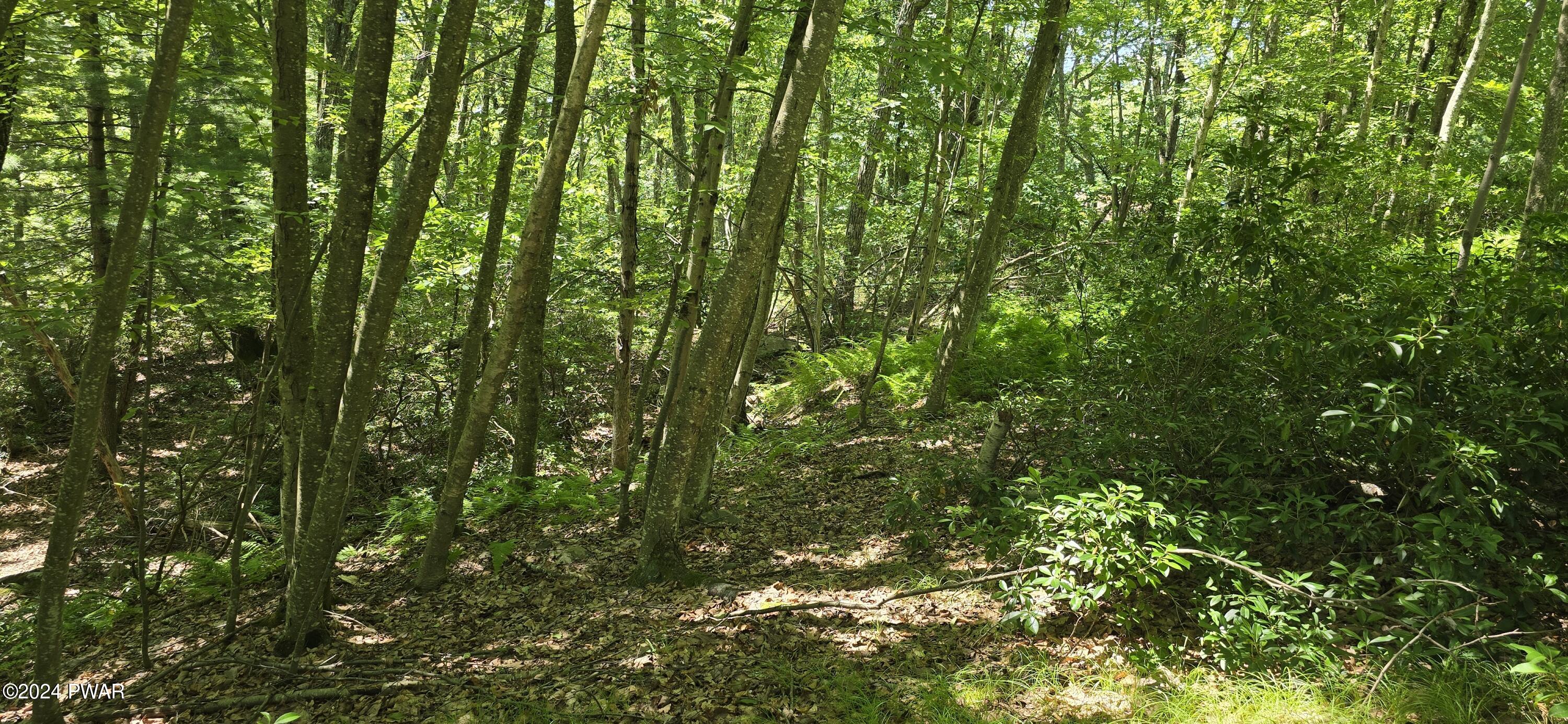 Cayuga Trail, Milford, Pennsylvania image 3