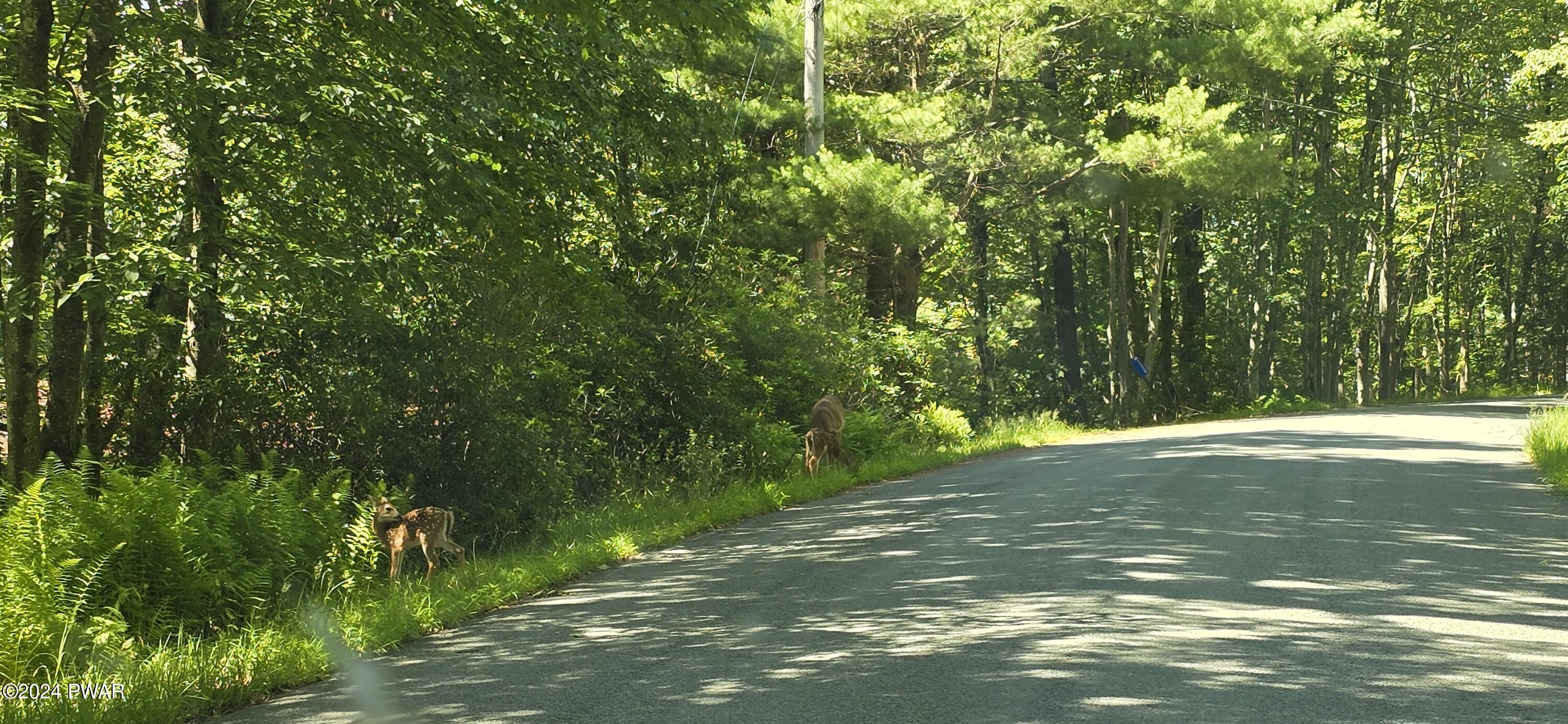 Cayuga Trail, Milford, Pennsylvania image 12