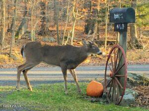 Lot 53 Timberlane Trail, Newfoundland, Pennsylvania image 21