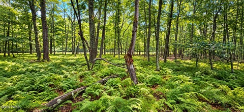 Vacant Land For Sale - 293 Red Rock Circle<br/> Hawley, PA 18428