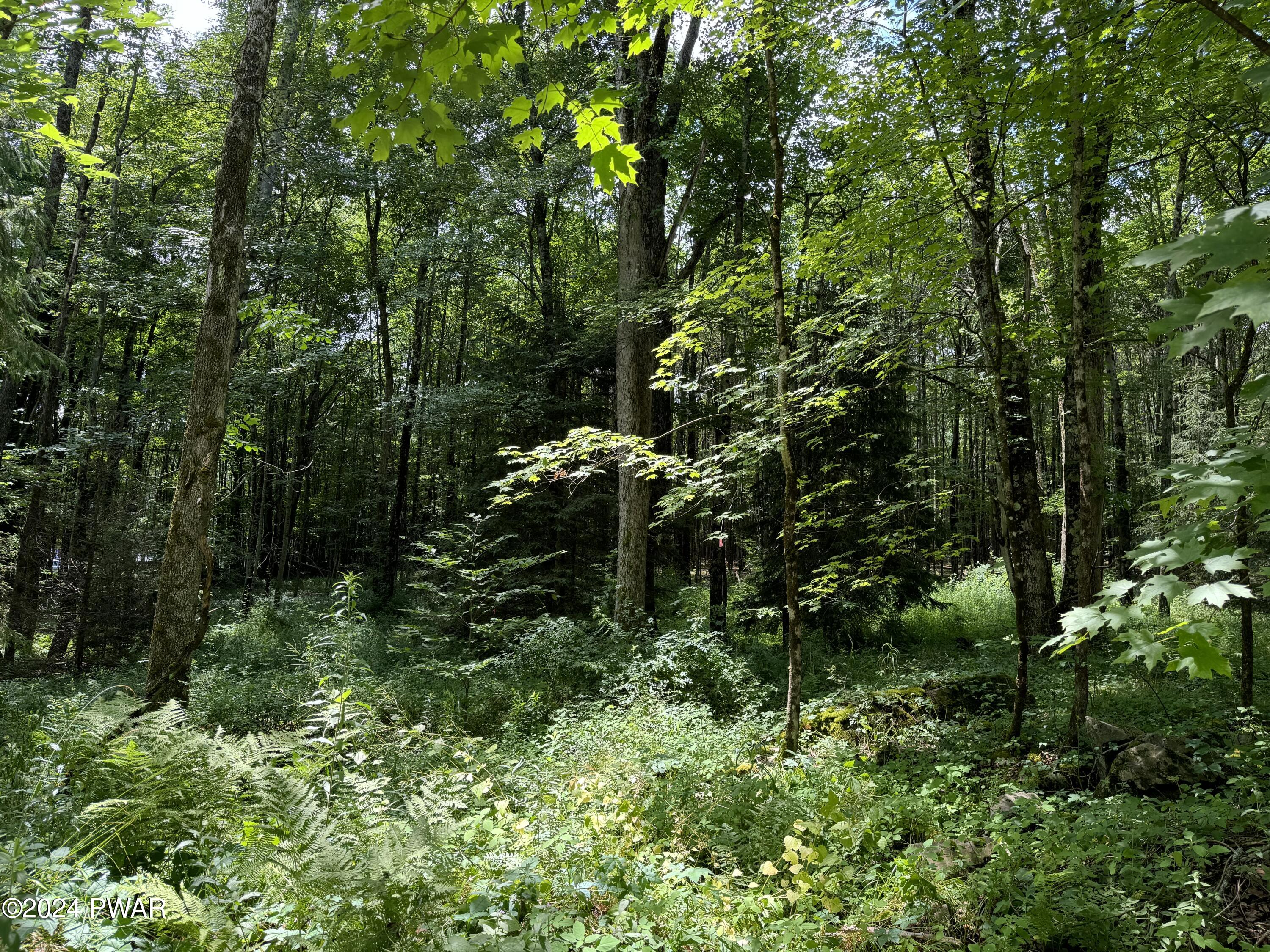 Upper Woods Road, Pleasant Mount, Pennsylvania image 6