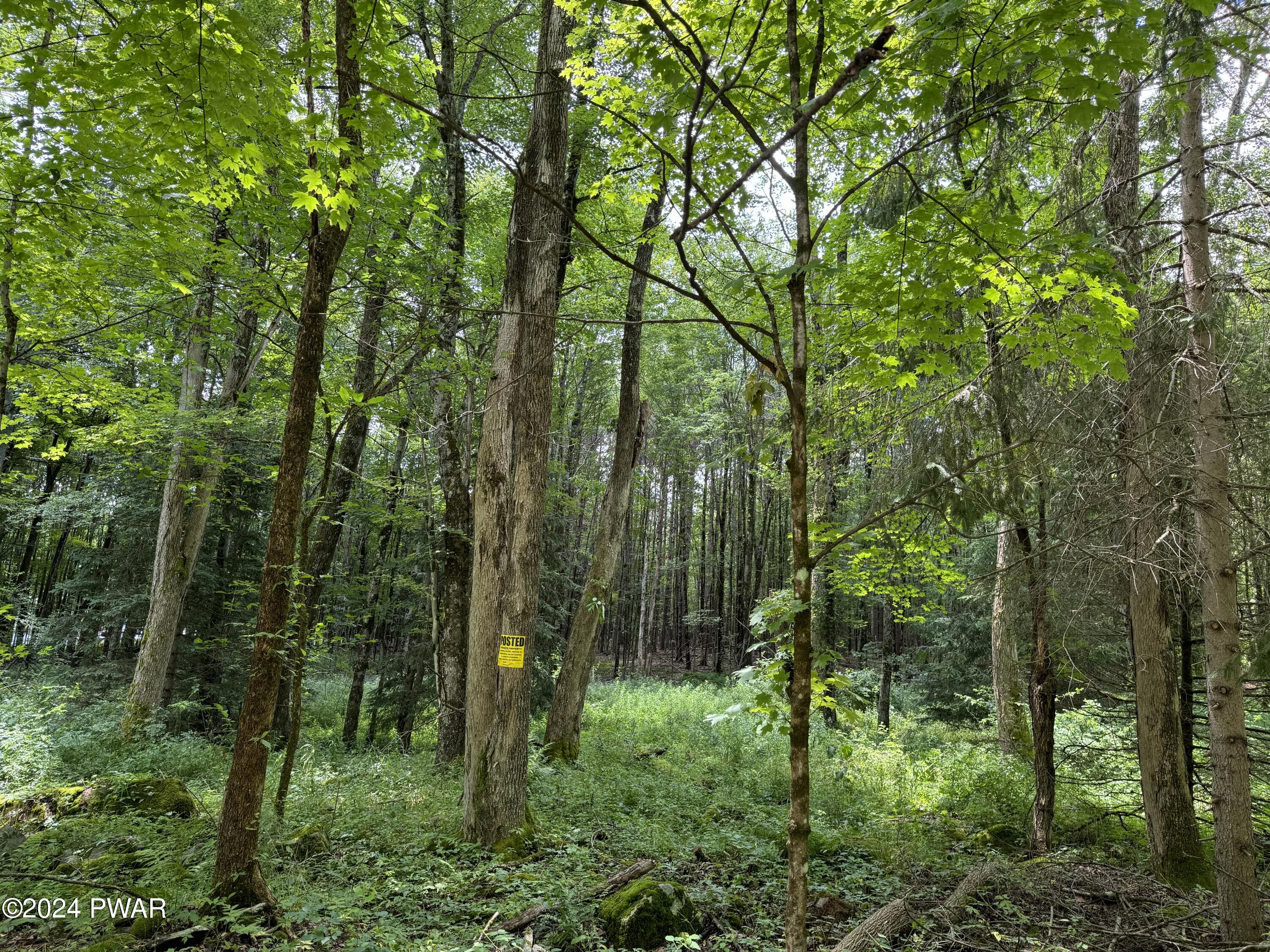 Upper Woods Road, Pleasant Mount, Pennsylvania image 3