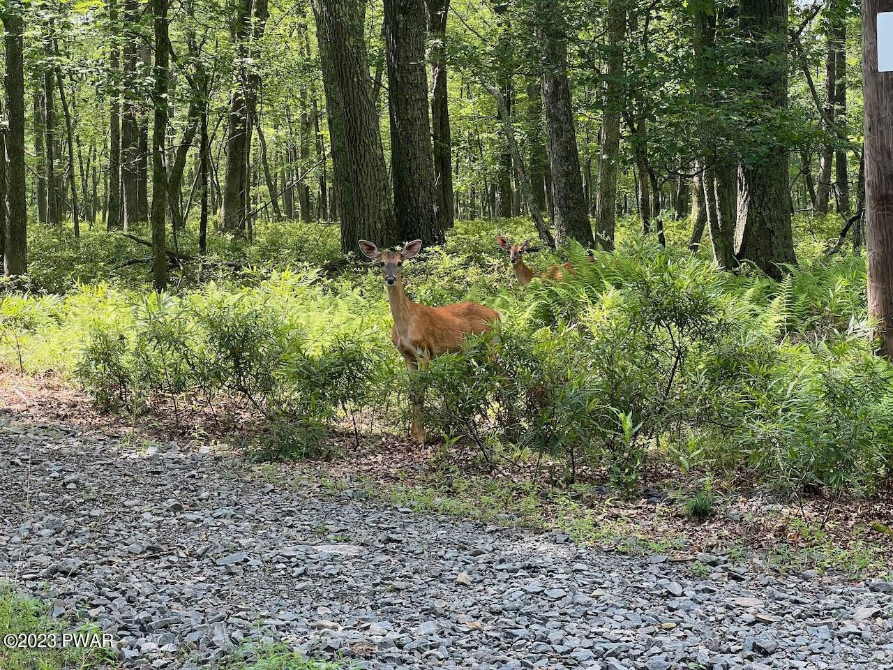 LOT 142 Mountain Top Road, Lackawaxen, Pennsylvania image 7