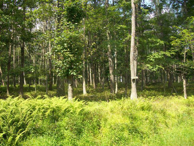 LOT 95 White Tail Circle, Hawley, Pennsylvania image 2