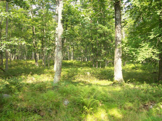 LOT 95 White Tail Circle, Hawley, Pennsylvania image 7