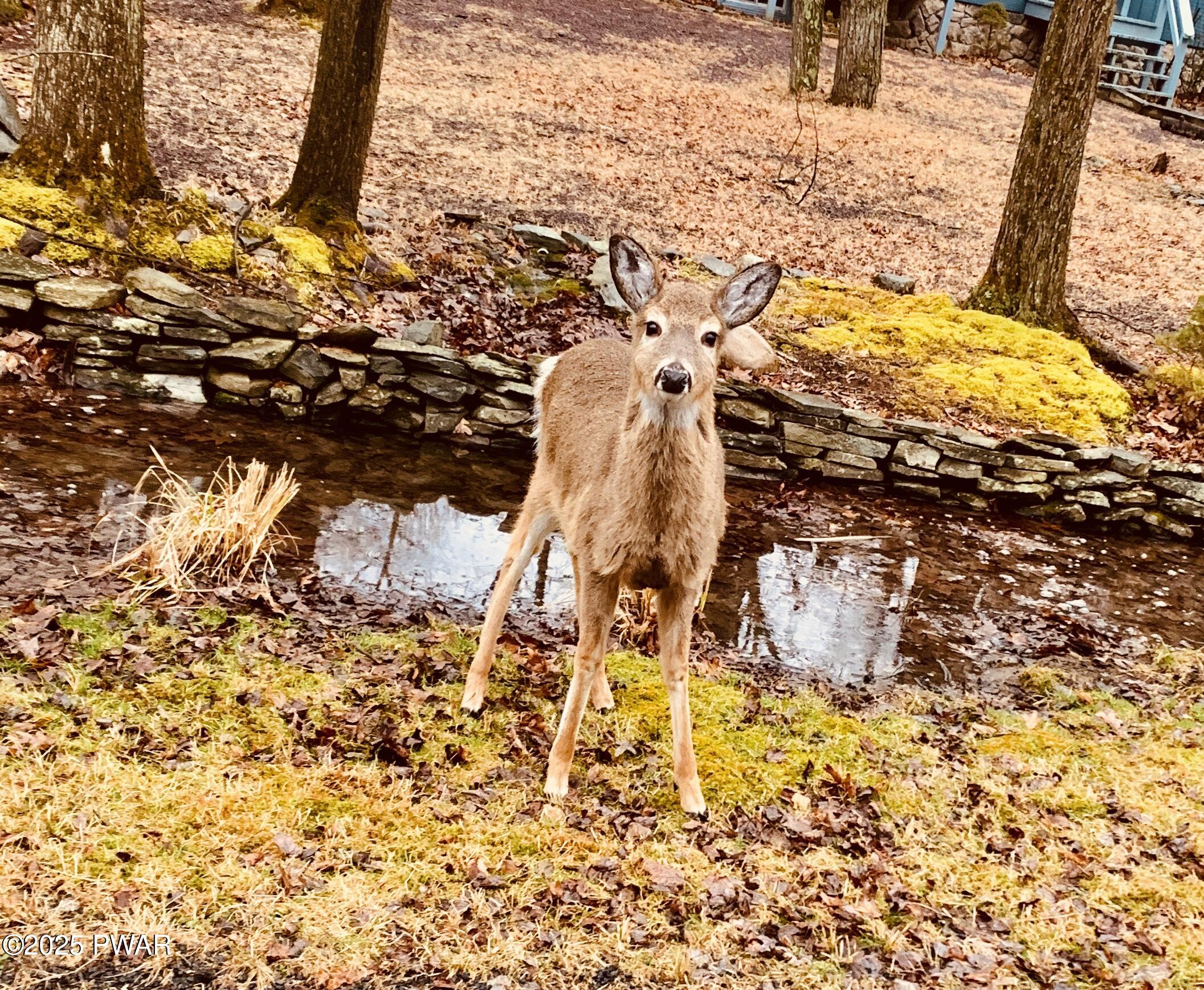 215 Wild Acres Drive, Dingmans Ferry, Pennsylvania image 41