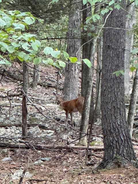 Vacant Land For Sale - 435 Autumn Court<br/> Hawley, PA 18428