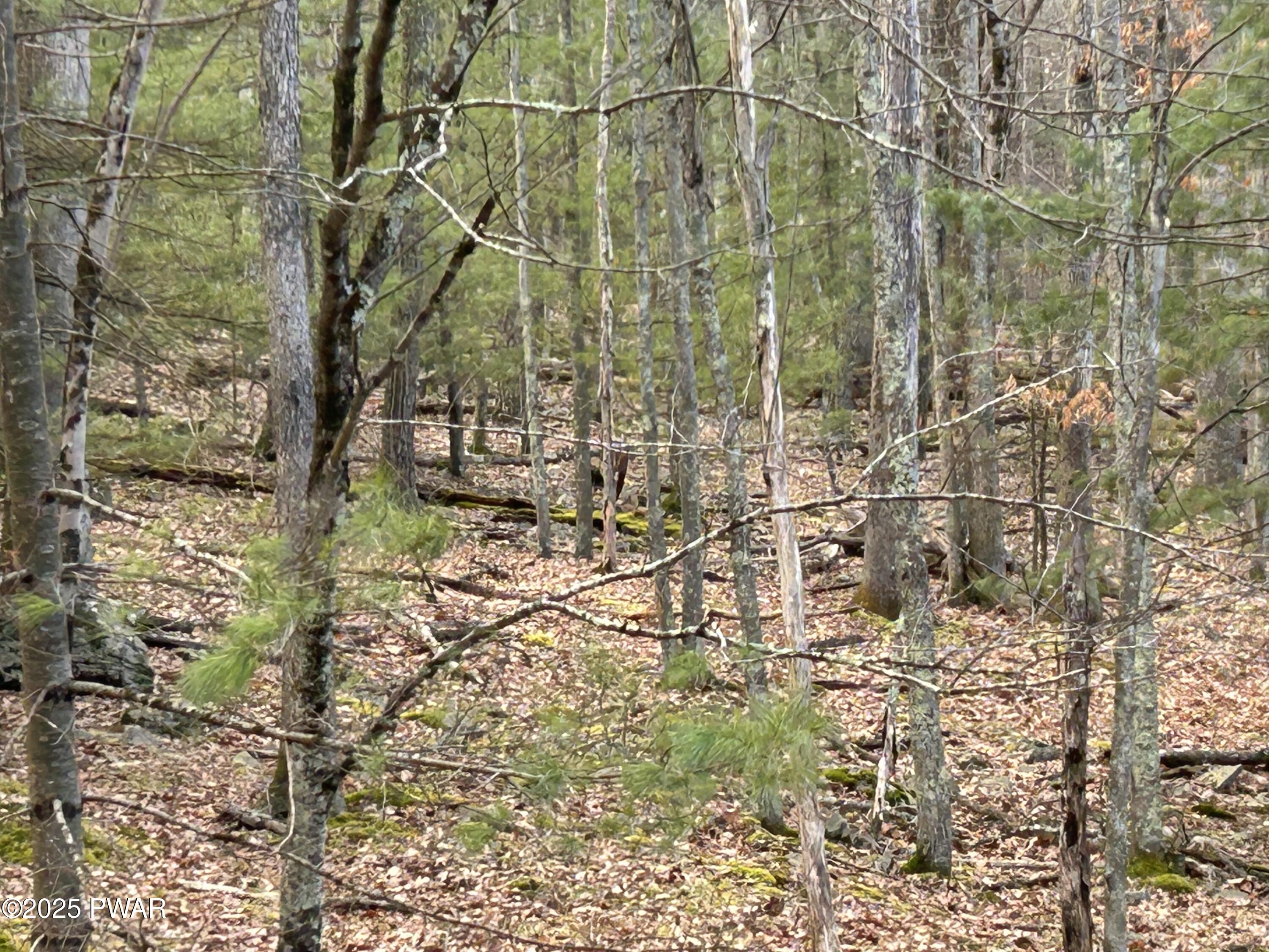 Lot 35 Ponderosa Pine, Hawley, Pennsylvania image 4