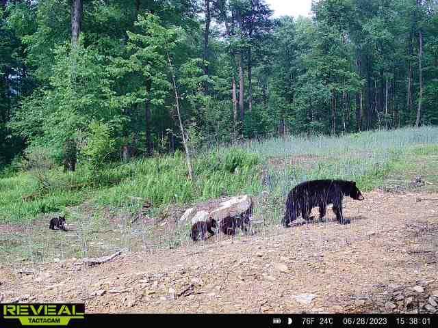 Lot #7B County Line Road, Venus, Pennsylvania image 11