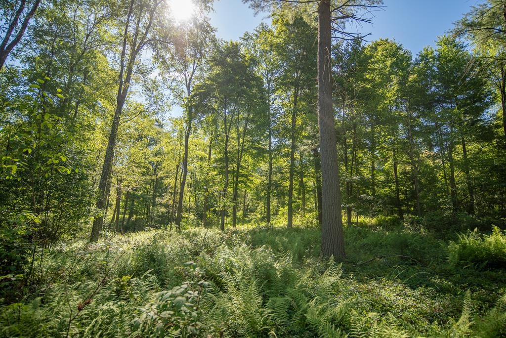 Lot #3 County Line Road, Venus, Pennsylvania image 7