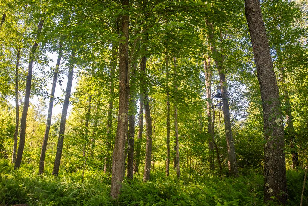 Lot #3 County Line Road, Venus, Pennsylvania image 17