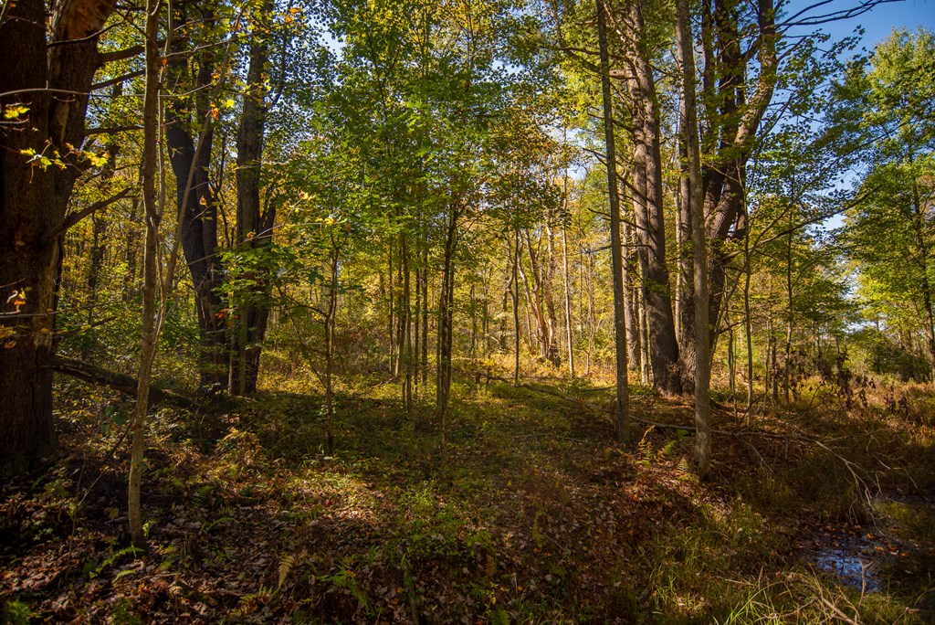 County Line Road, Venus, Pennsylvania image 25