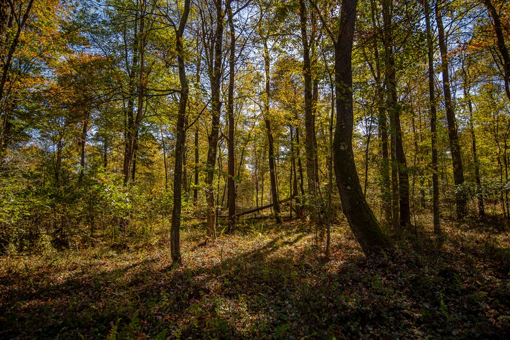 County Line Road, Venus, Pennsylvania image 16