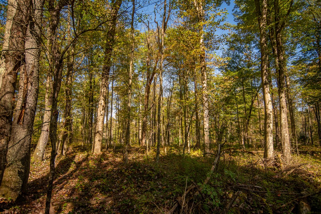 County Line Road, Venus, Pennsylvania image 23