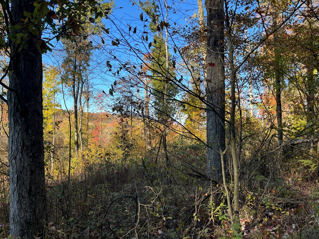 Trout Run Road, Titusville, Pennsylvania image 3