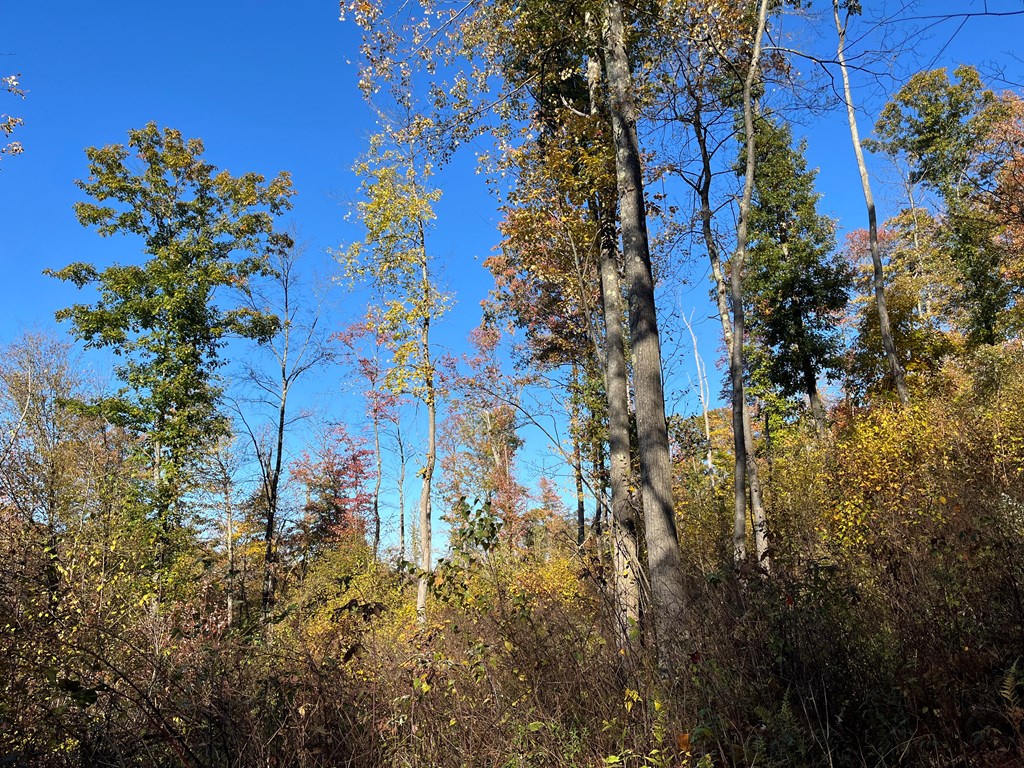 Trout Run Road, Titusville, Pennsylvania image 7