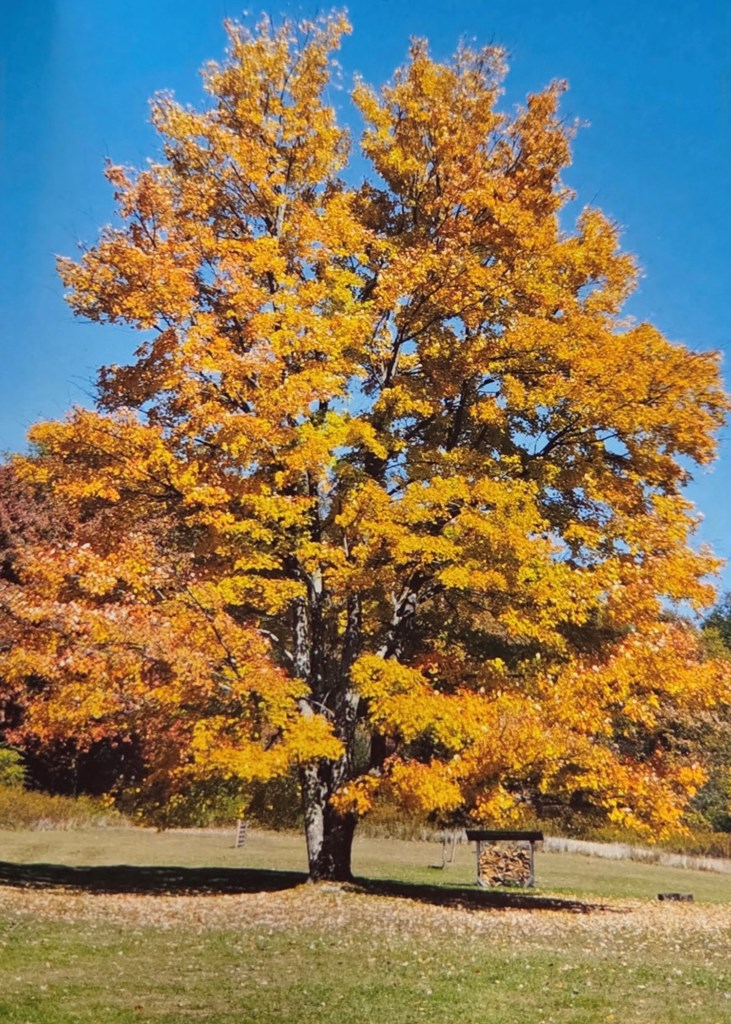 4289 Route 338, Knox, Pennsylvania image 40