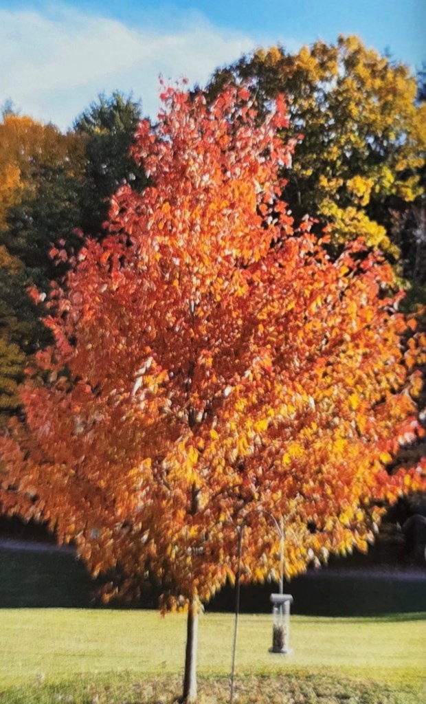 4289 Route 338, Knox, Pennsylvania image 39