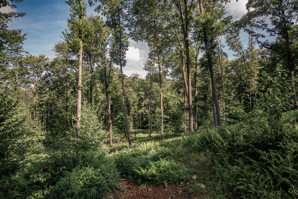 Lot - 2A Gobbler Ridge Road, Sigel, Pennsylvania image 9