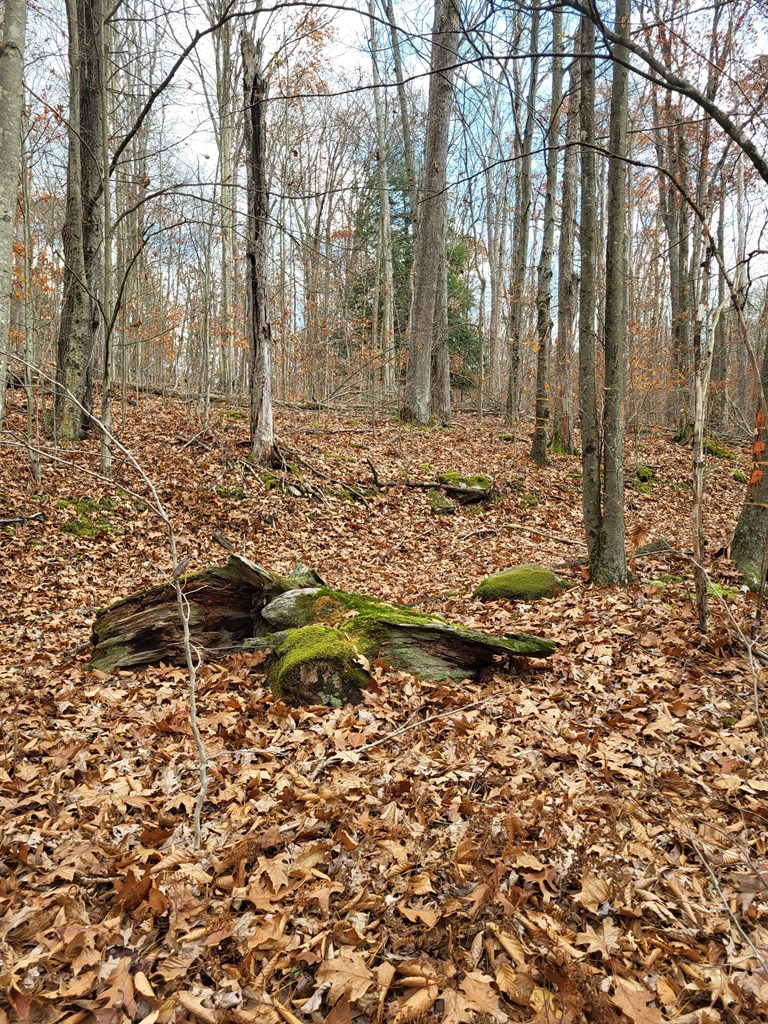 Hollow Lane, Leeper, Pennsylvania image 2