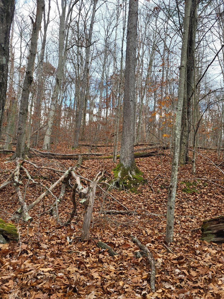 Hollow Lane, Leeper, Pennsylvania image 7