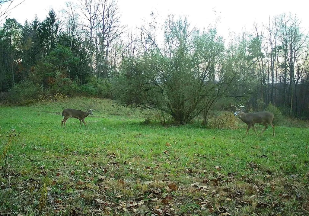 Lower Mudlic Rd, Mayport, Pennsylvania image 36