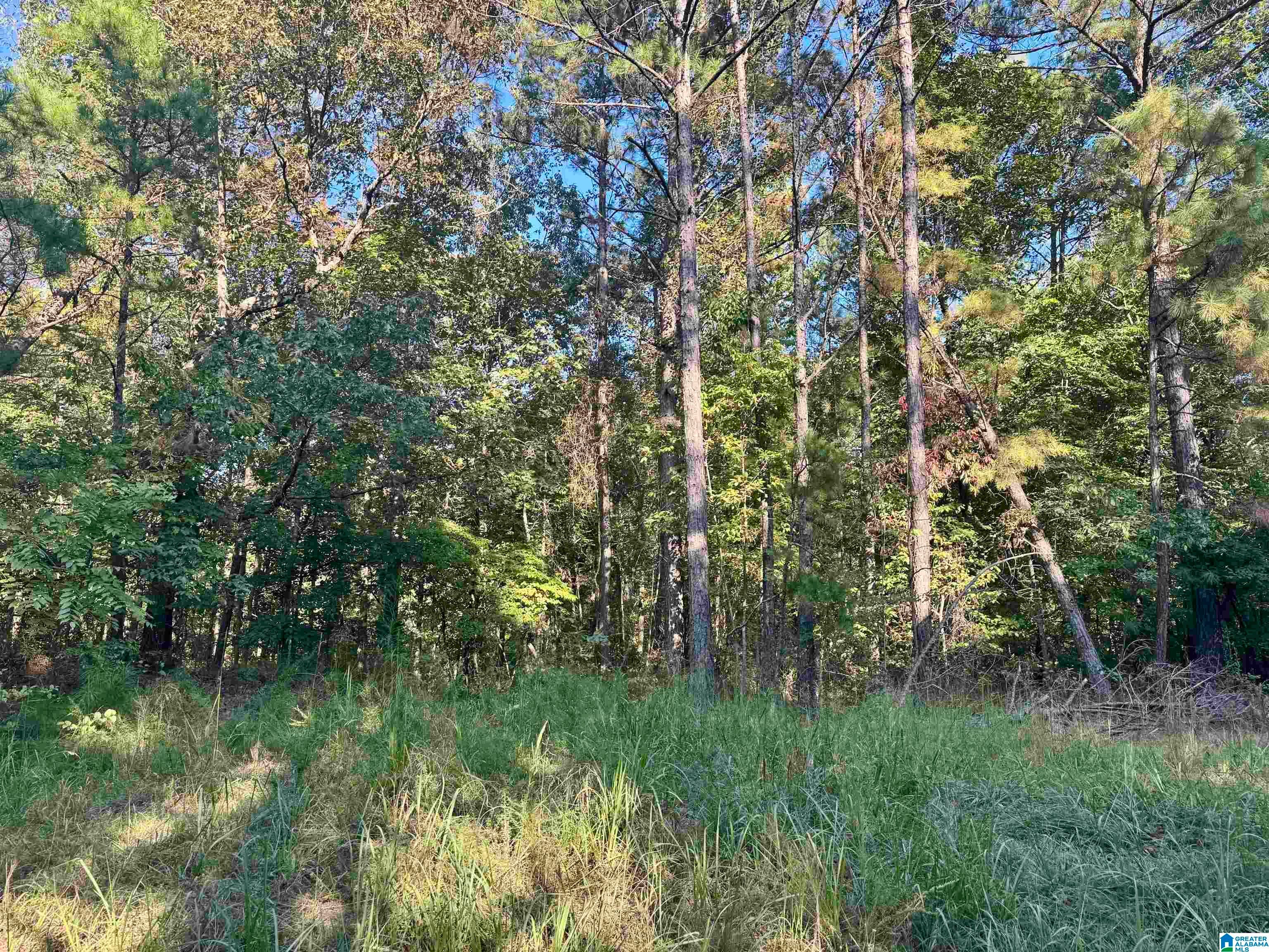LANE BRANCH ROAD 19.28 Acres