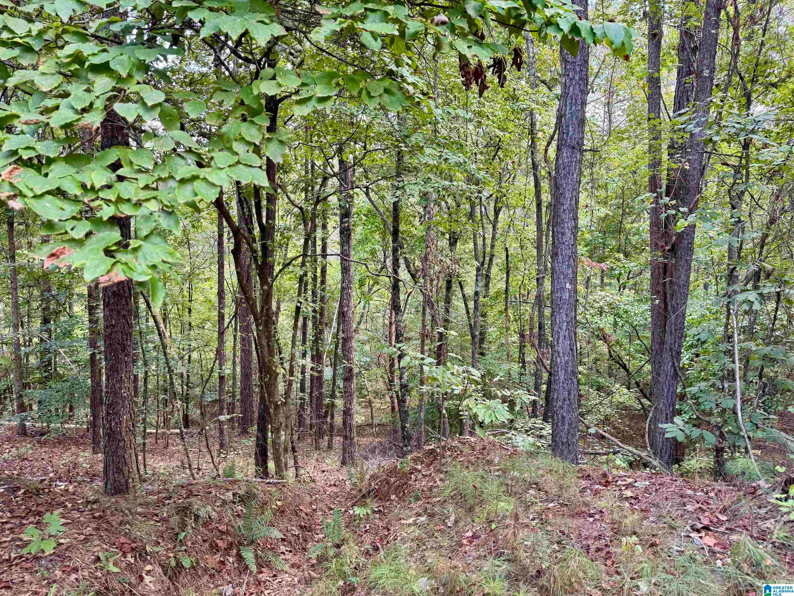 LANE BRANCH ROAD 19.28 Acres