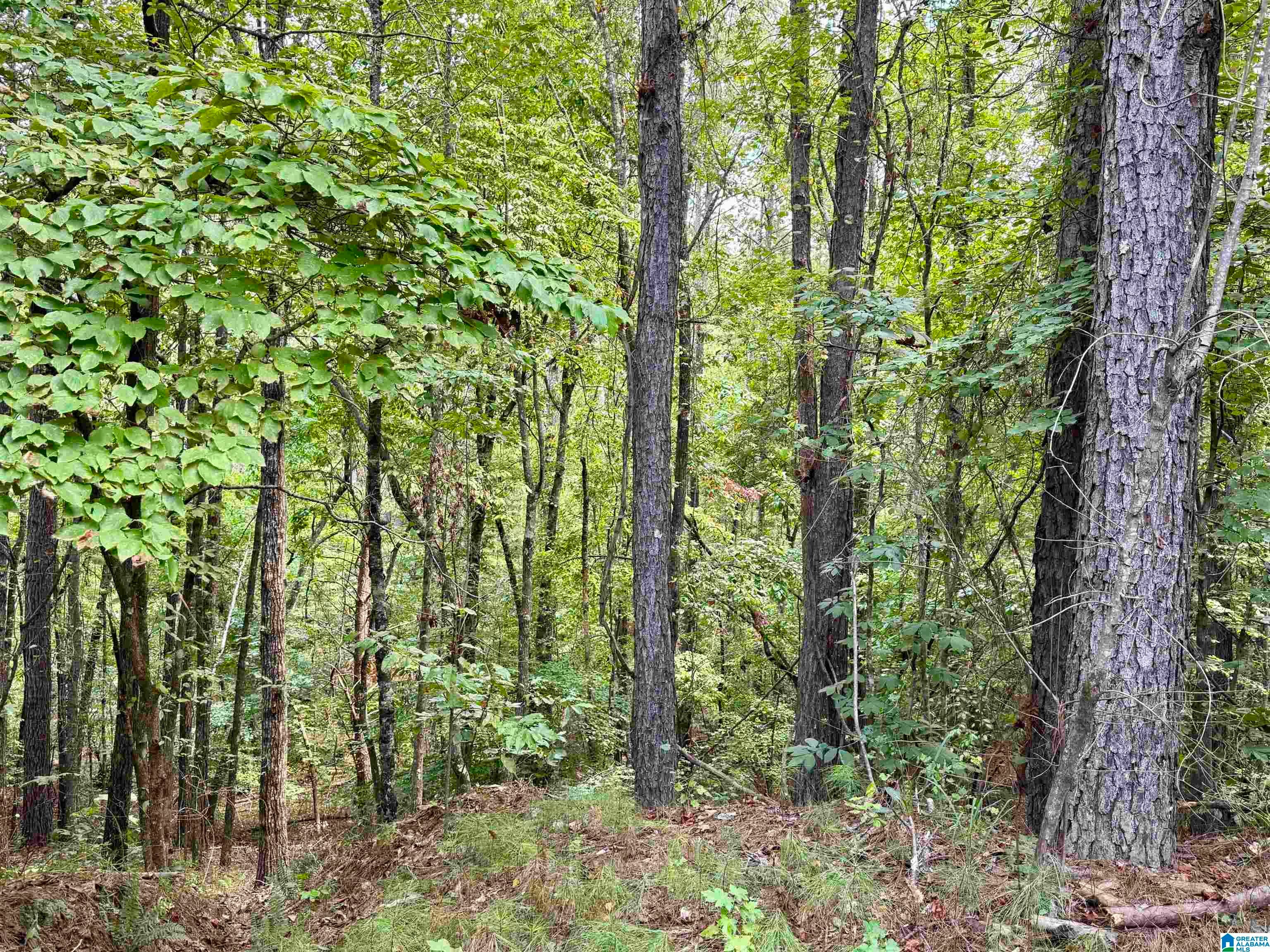 LANE BRANCH ROAD 19.28 Acres