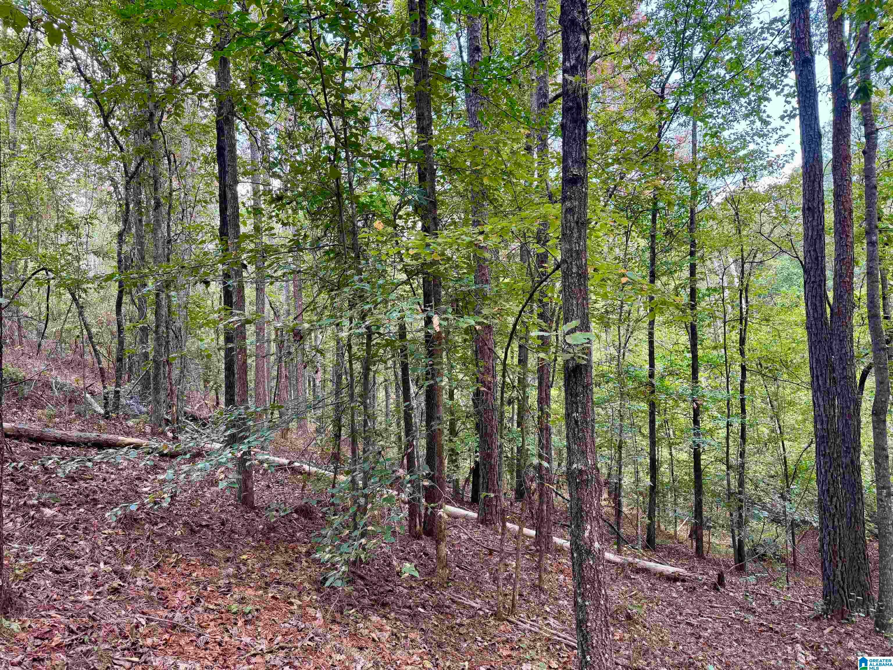 LANE BRANCH ROAD 19.28 Acres