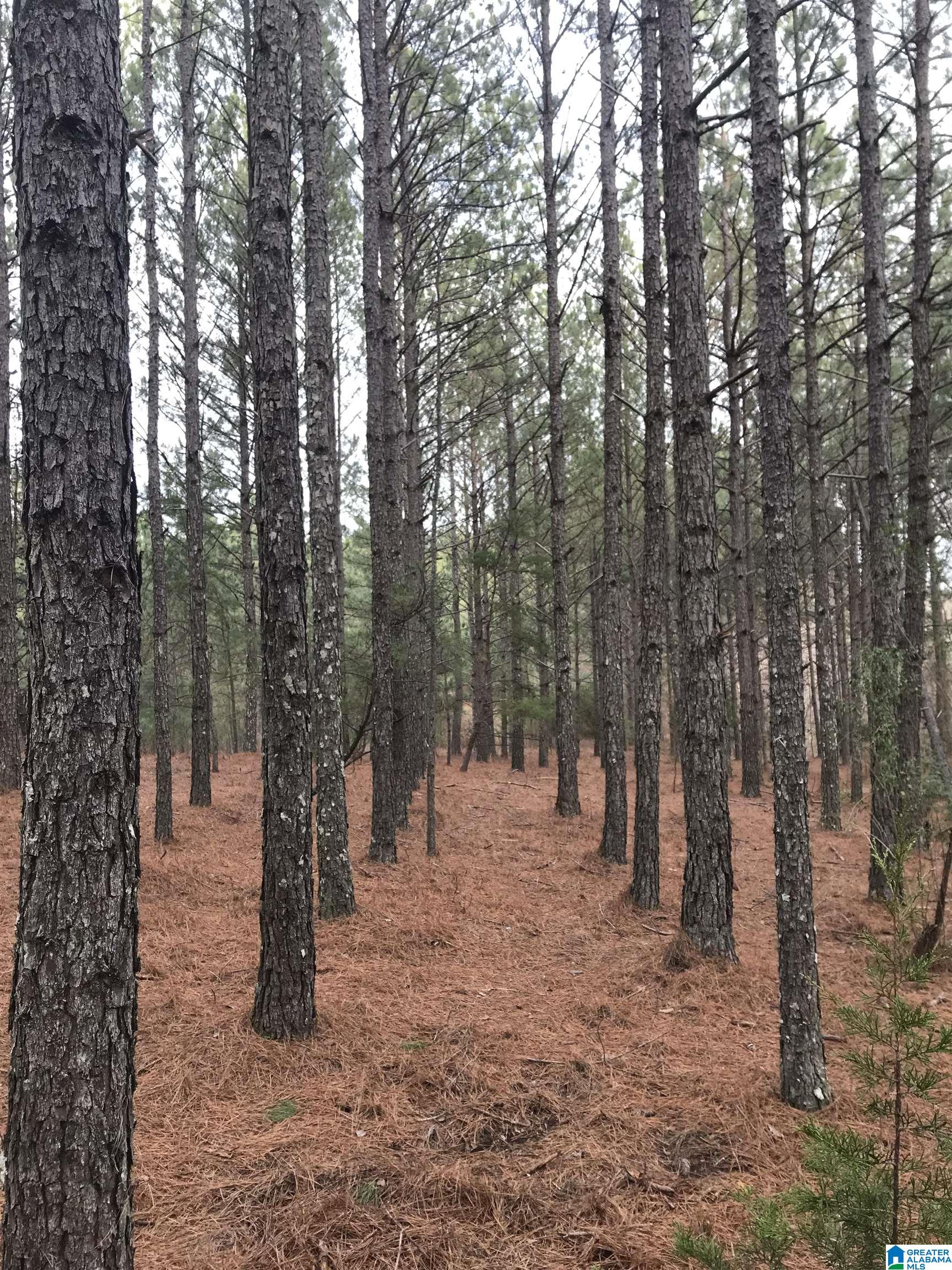 2362 JONES CHAPEL ROAD