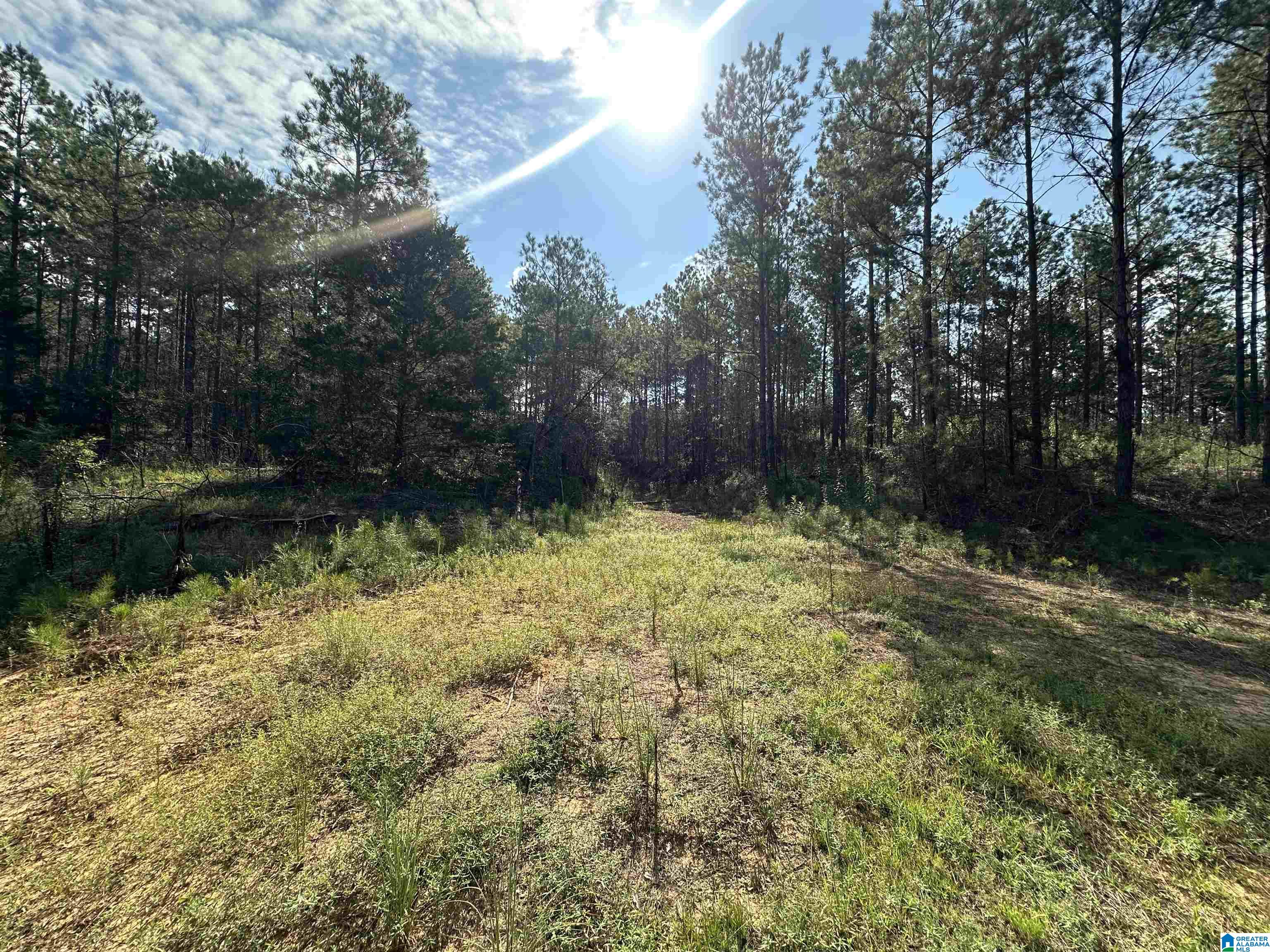 0 COUNTY ROAD 336 NA - Photo 3